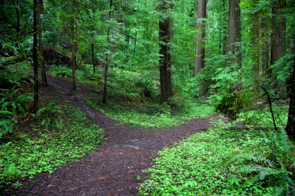 alt text image of a fork a path through the woods