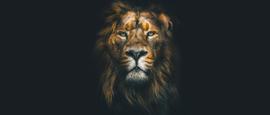 alt text image of a lion as a metaphor for 10 Fears You Can Turn Into Courageous Decisions