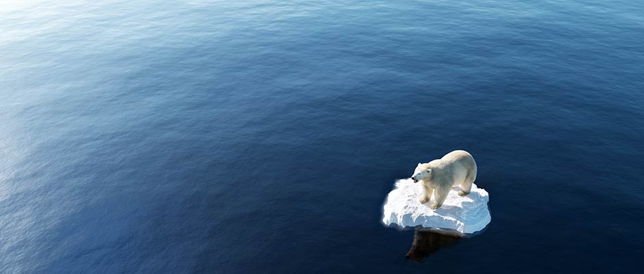 polar bear isolated on a small piece of sea ice