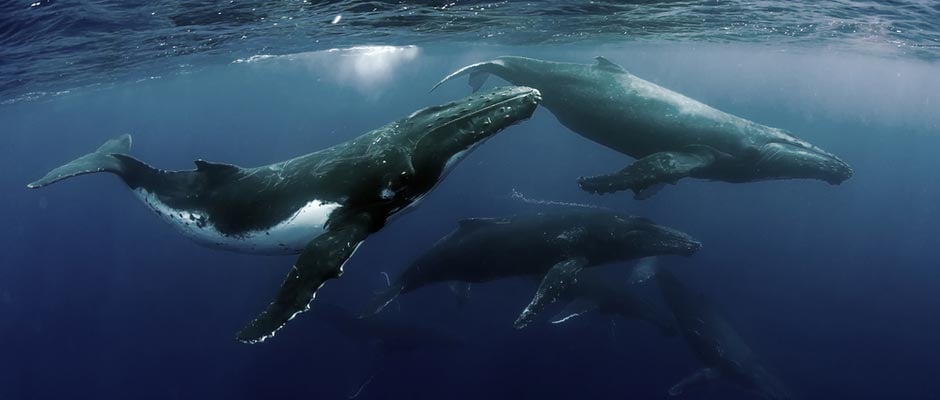 large whales swimming