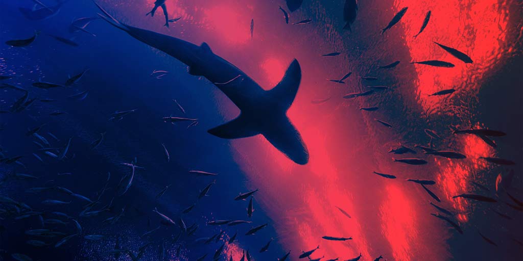 Shark swimming the red ocean
