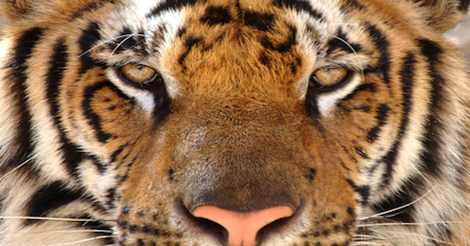 You Can’t Change People (On Tigers and Stripes)