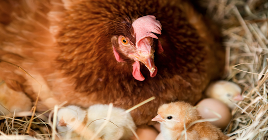 Your Biggest Sales Mistake, Mother Hen