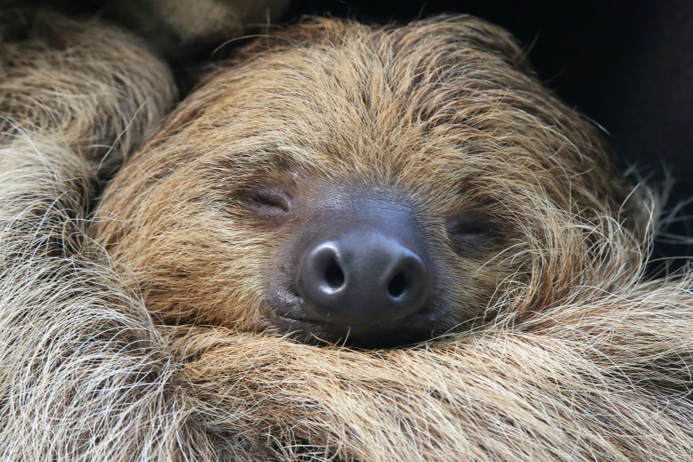 How To Master The Art Of Being Lazy
