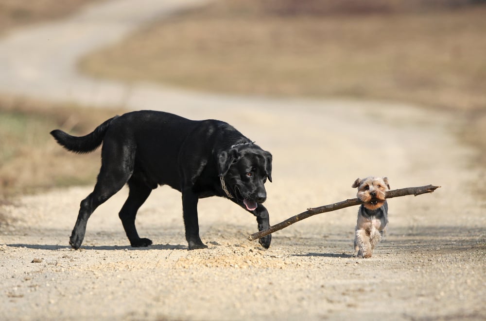 How to Be a Scrappy Upstart – Episode #123