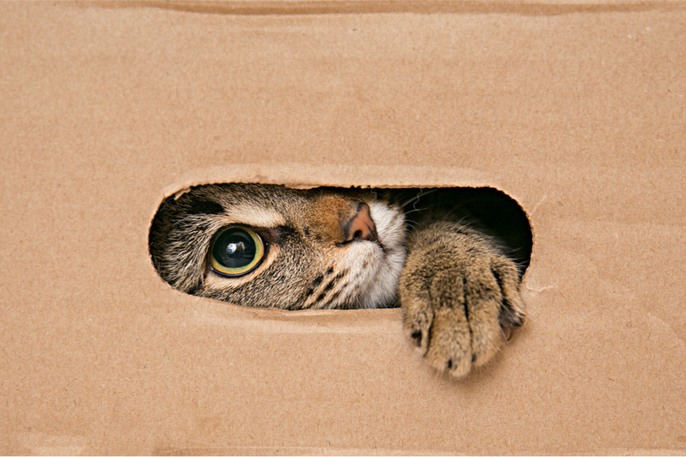 How to Be Intellectually Curious in Sales